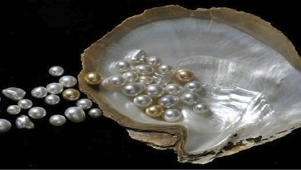 cultivating pearls
