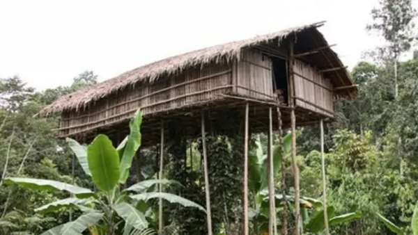 tree House tree House