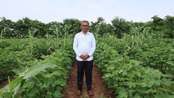 organic kapas organic kapas