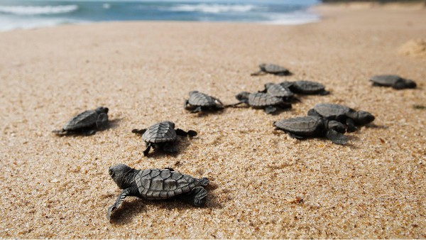 birth of female turtles