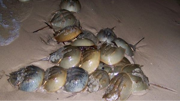 Horseshoe Crab Horseshoe Crab