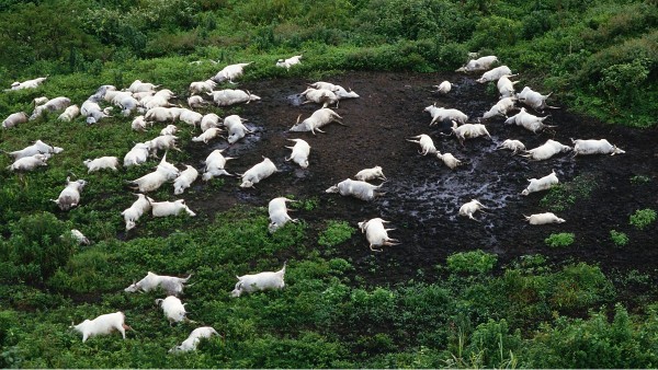 Lake Nyos disaster