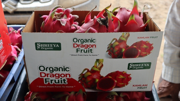 dragonfruitfarming 01 dragonfruitfarming 01