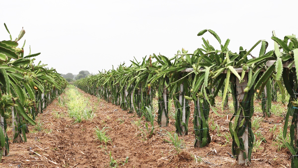 dragonfruitfarming 02 dragonfruitfarming 02