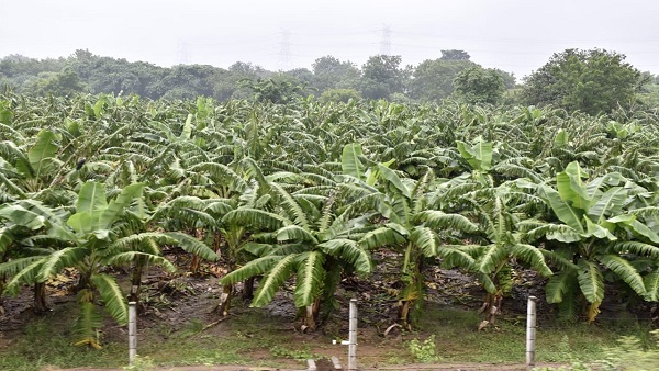 natural farming