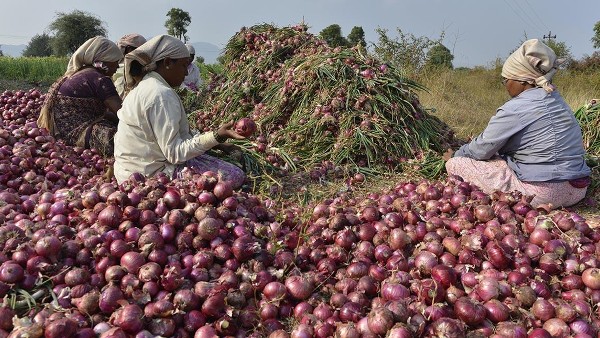 Onion farm Onion farm