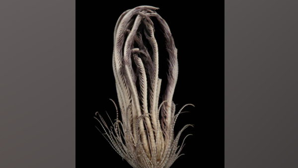 Promachocrinus fragarius Promachocrinus fragarius