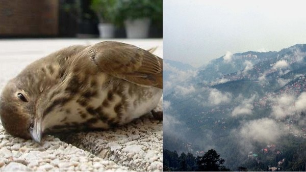 suicide point of birds