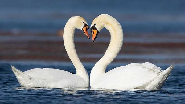 pair of swans