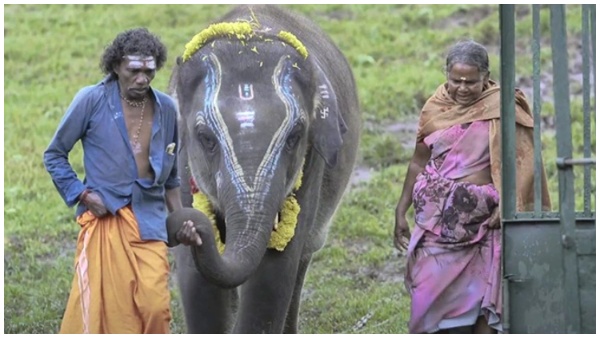 The Elephant Whispers