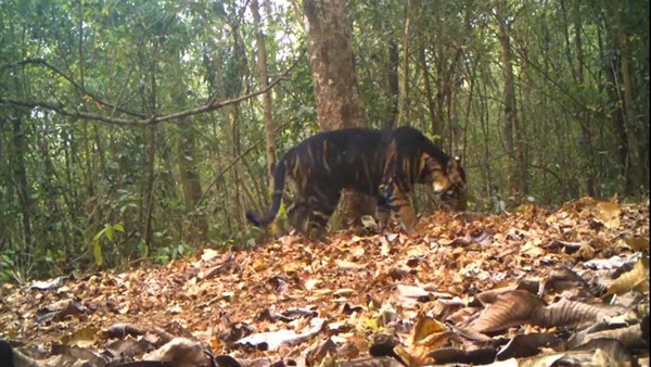 melanistic tiger melanistic tiger