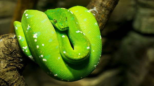 Green tree python Green tree python