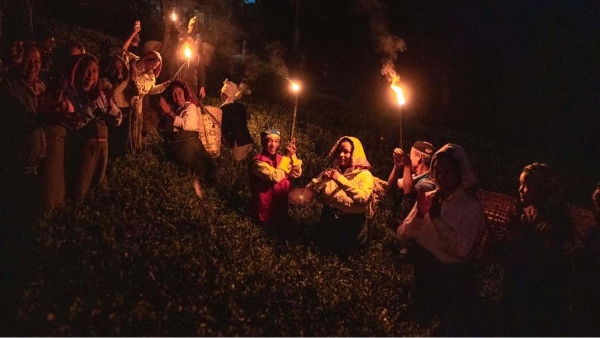makaibari moonlight tea harvesting