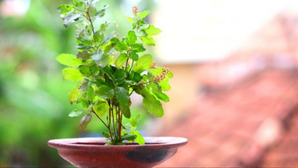 tulsi