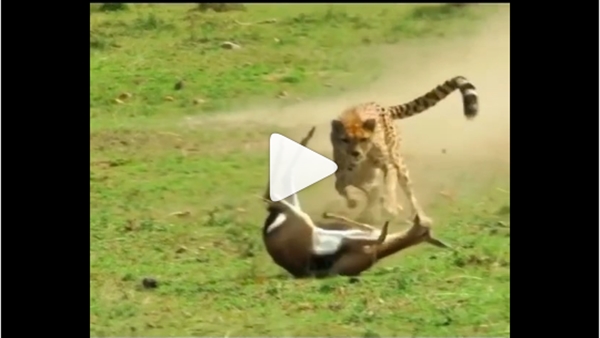 Cheetah Hunting Video