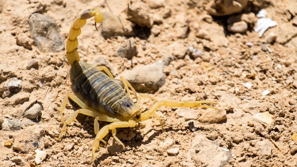 most dangerous creature in the world