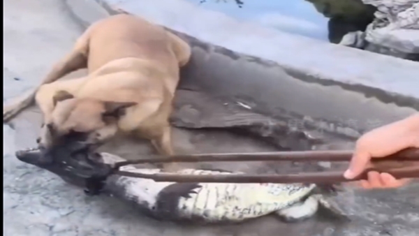 Crocodile Dog fight Viral video
