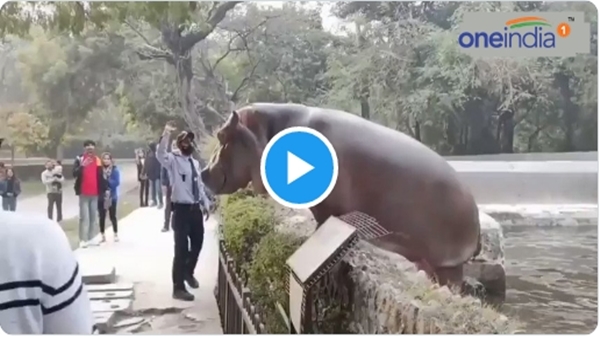 Hippo Viral News