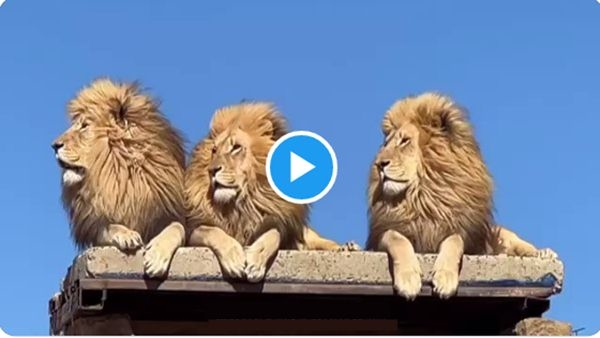 Lions Roaring Video