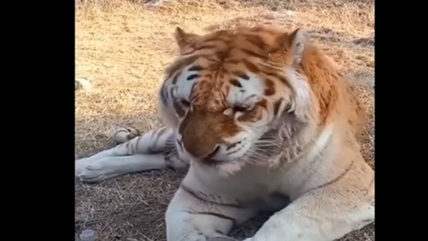 Tiger Viral Video