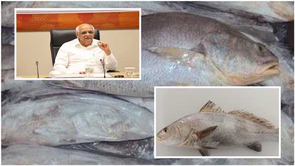 Gujarat state fish