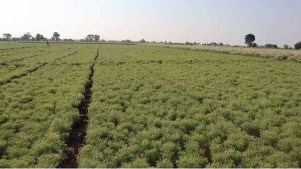 sowing of cumin seeds