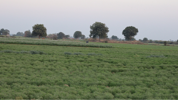 sowing of cumin seeds