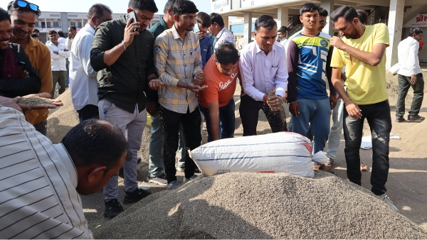 sowing of cumin seeds