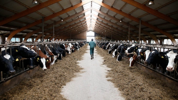 World Largest Dairy Farm World Largest Dairy Farm