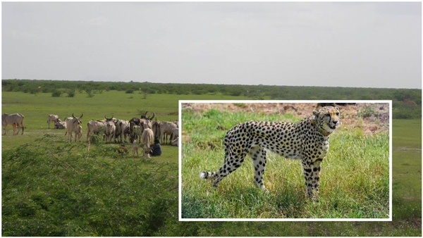 Cheetah Breeding Centre
