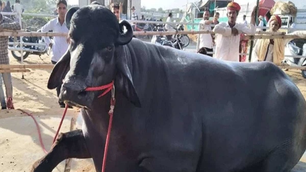 The most expensive buffalo The most expensive buffalo