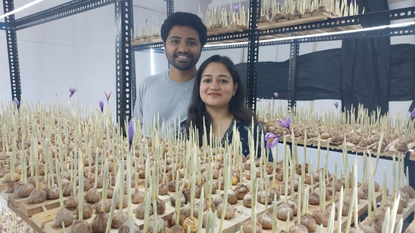 Cultivation of Kashmiri saffron Cultivation of Kashmiri saffron