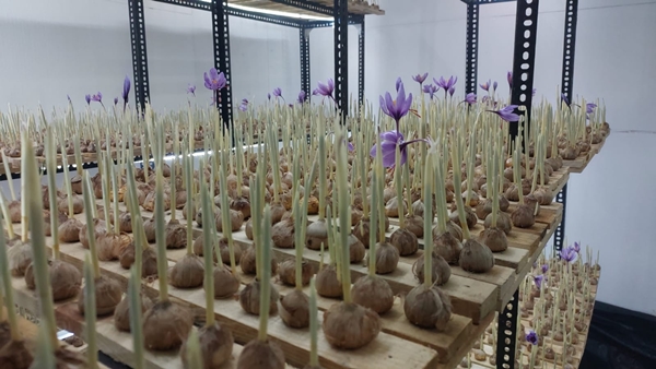 Cultivation of Kashmiri saffron Cultivation of Kashmiri saffron