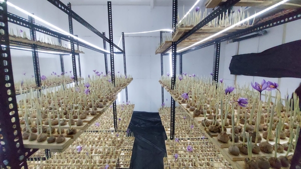 Cultivation of Kashmiri saffron Cultivation of Kashmiri saffron