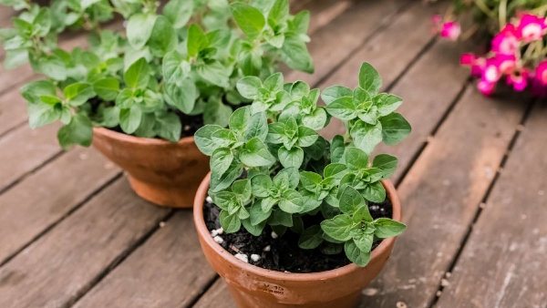 oregano plant