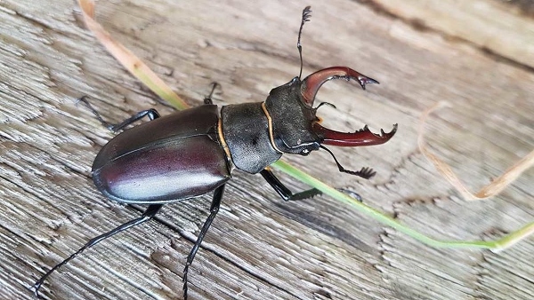 Stag Beetle