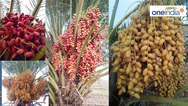 Desi Kharek of Kutch Desi Kharek of Kutch