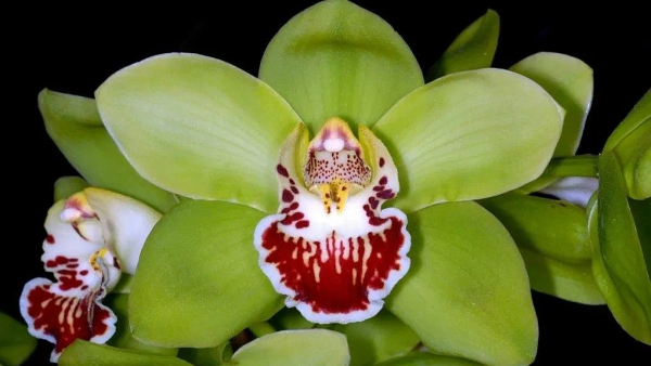 Worlds Most Expensive Flower