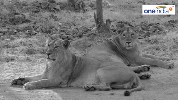 Gir Sanctuary