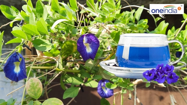 know how to make blue tea