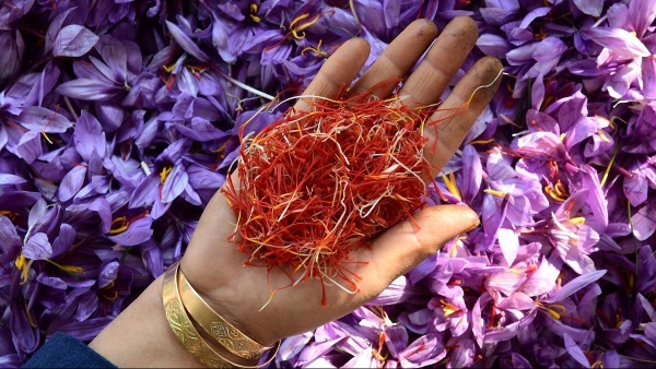 Saffron Farming