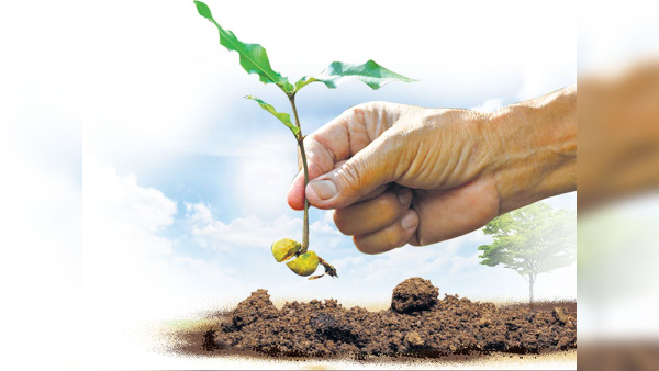 Plantation Plantation