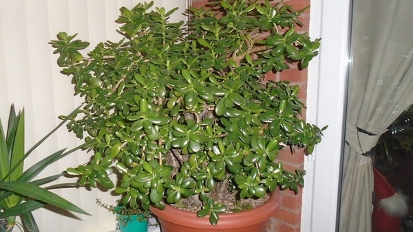 Crassula plant