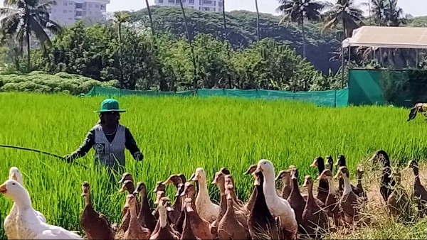 thuruth island aluva state seed farm thuruth island aluva state seed farm
