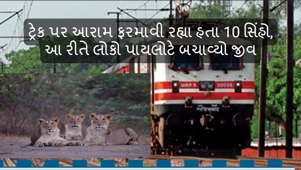Lions in Gujarat