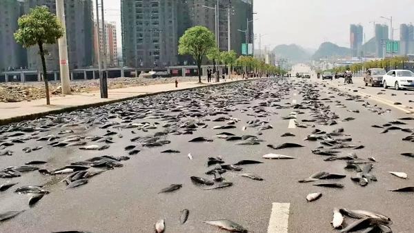 fish falling from the sky