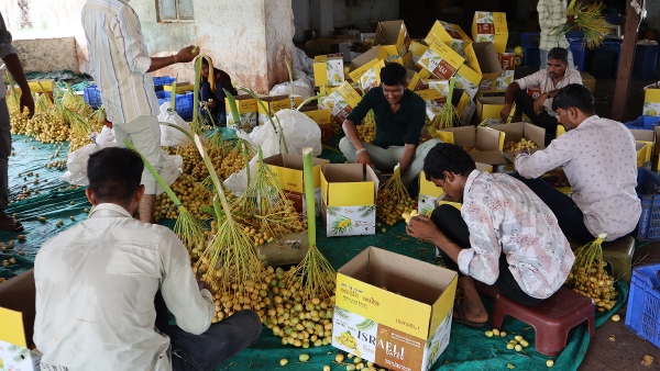 Agriculture Agriculture