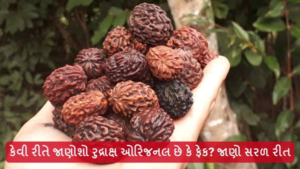 How to check original Rudraksha in Gujarati