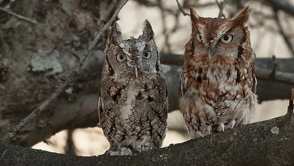 4 5 lakh owls will be killed in America