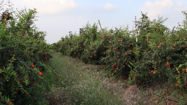 Pomegranate Farming